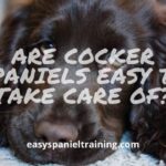 are cocker spaniels easy to take care of