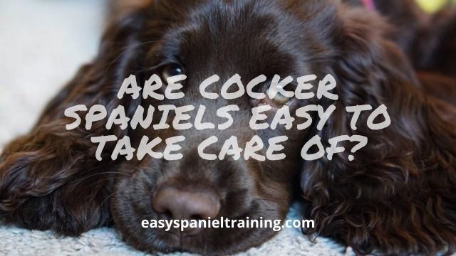 Are Cocker spaniels easy to take care of?