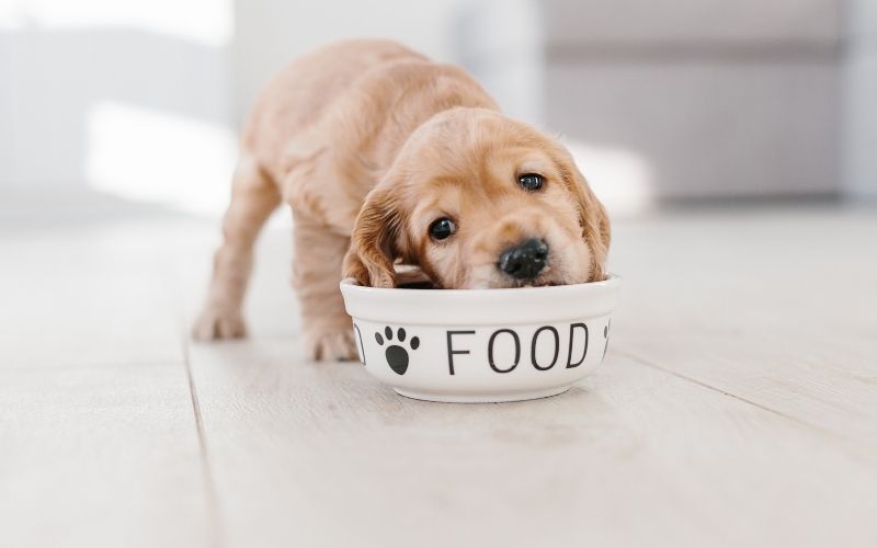 How many times should a cocker spaniel eat?