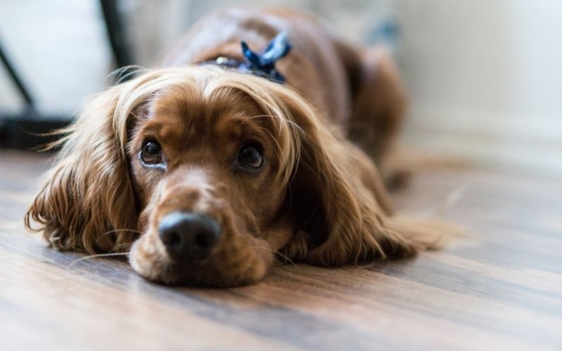 How many times should a cocker spaniel eat?