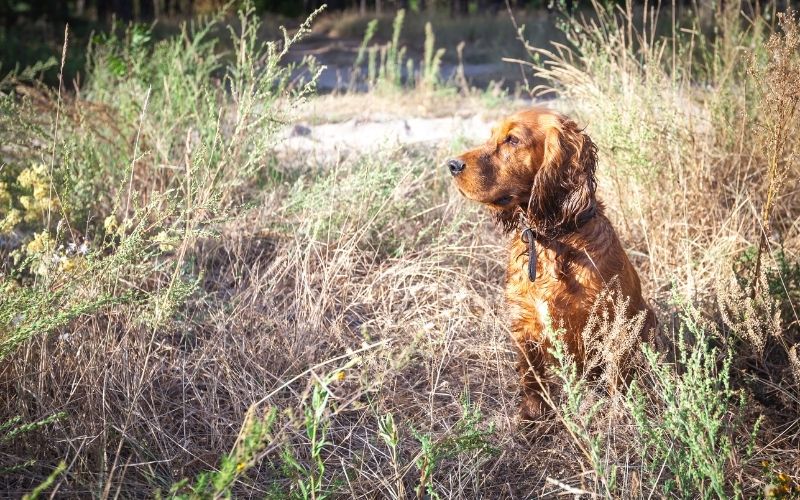 How to train a spaniel to be steady to shot.