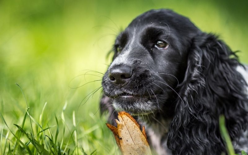 How to train a spaniel to be steady to shot.