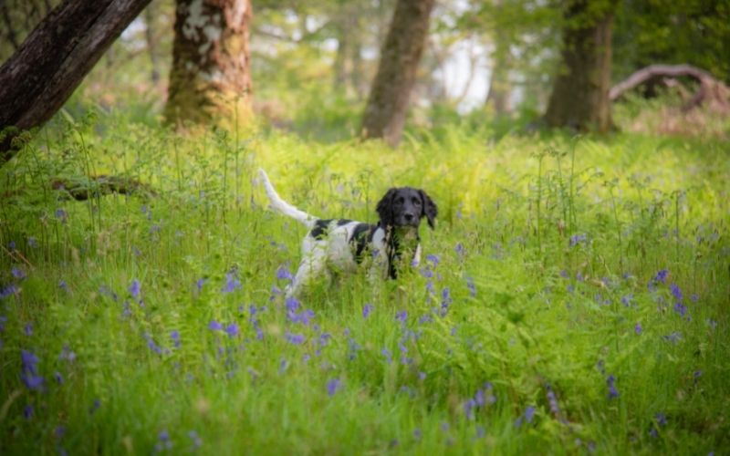 How to train a spaniel to be steady to shot.