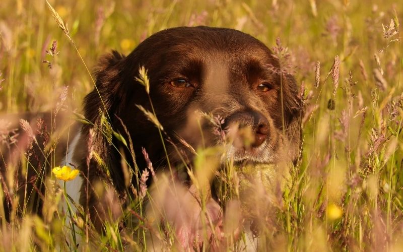 How to train a spaniel to be steady to shot.