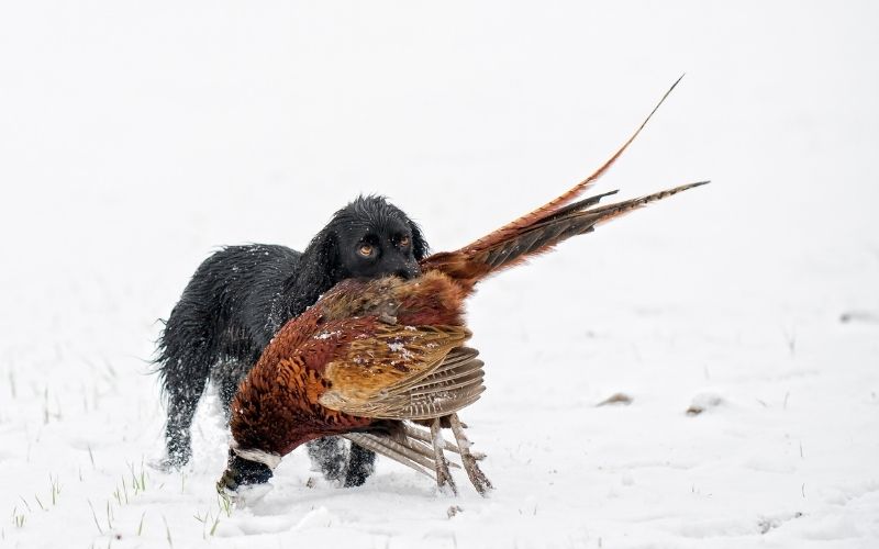 How to train a spaniel to be steady to shot.