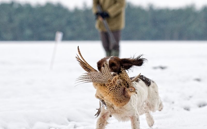 How to train a spaniel to be steady to shot.