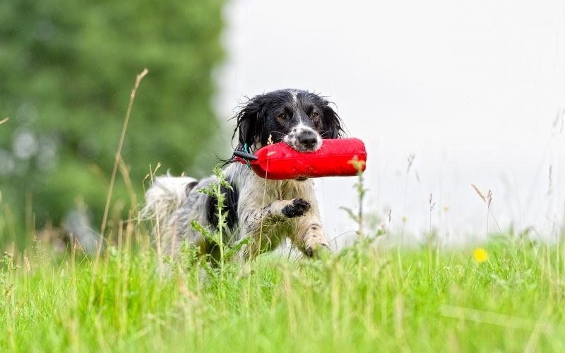 How to train a spaniel to be steady to shot.