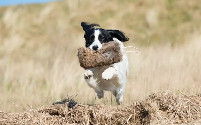 How to train a spaniel to be steady to shot.