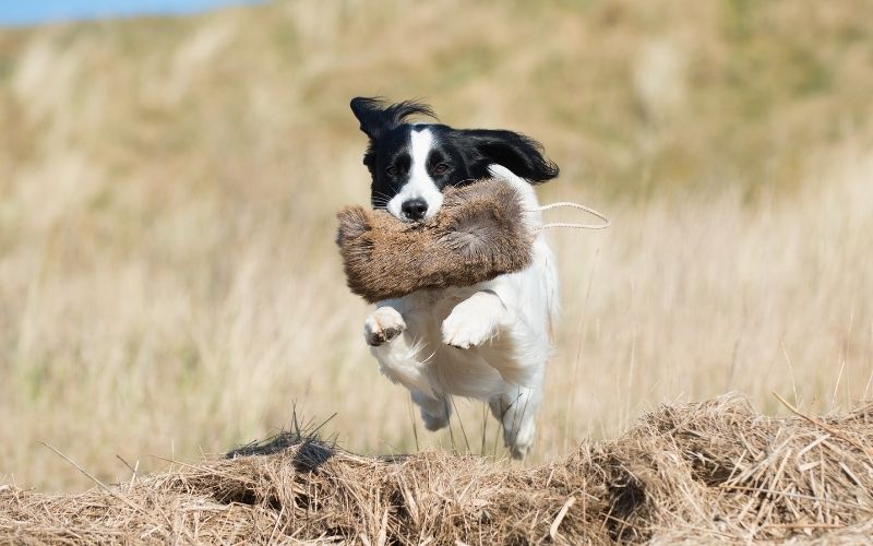 How to train a spaniel to be steady to shot. 9 How to train a spaniel to be steady to shot.