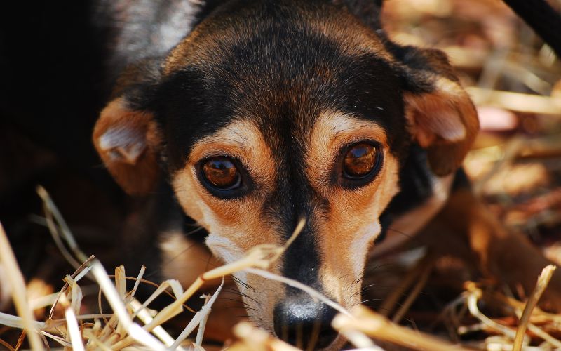 How do you help an anxious dog?