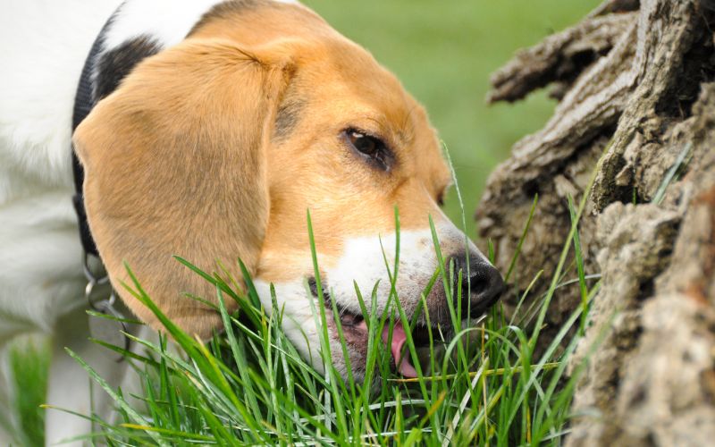 Should I let my dog eat grass?