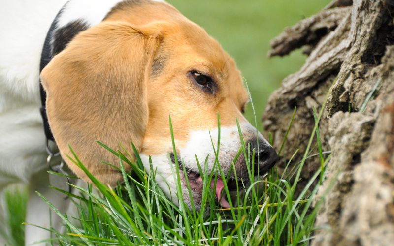 Should I let my dog eat grass? 2 Should I let my dog eat grass?