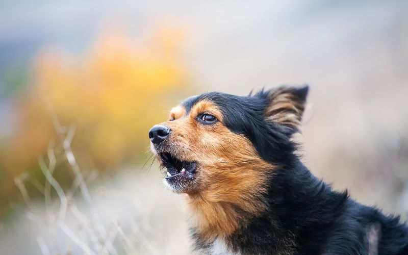 Why do dogs bark? 2 Why do dogs bark?