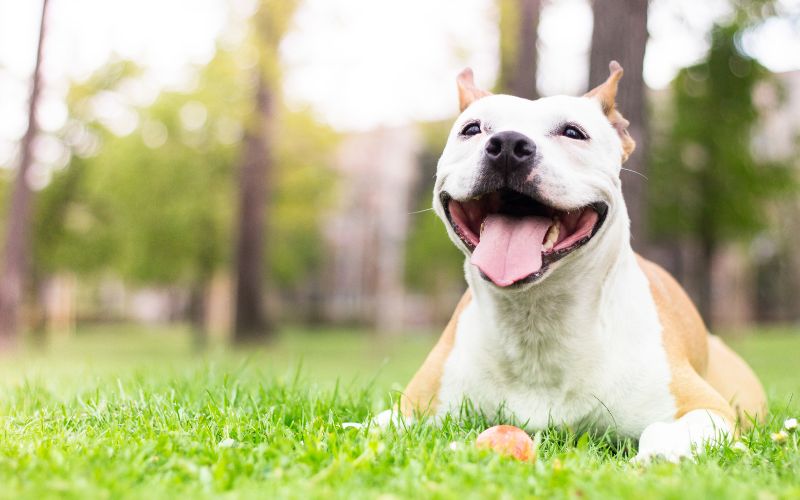 Do dogs understand human laughter?