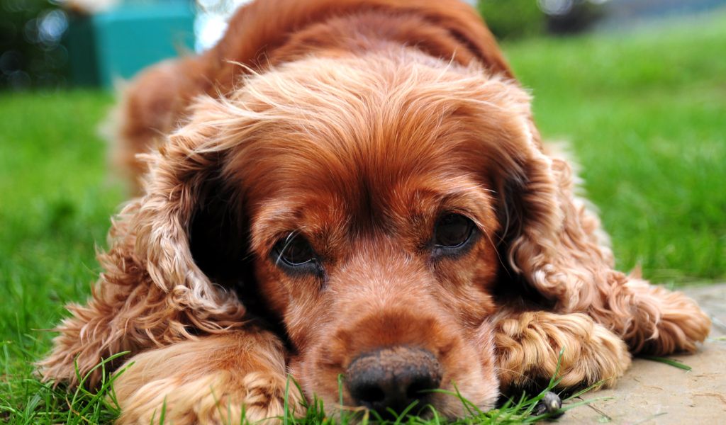 Are cocker spaniels easy to take care of?
