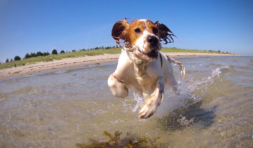 Are Cocker spaniels high maintenance? Read the truth here.