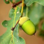 are acorns poisonous to dogs