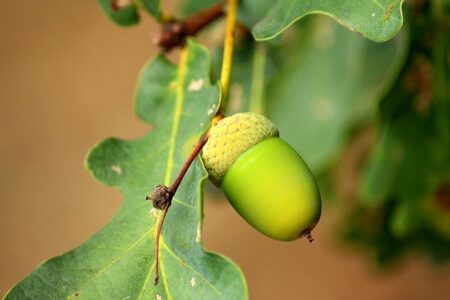 are acorns poisonous to dogs