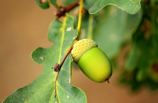 Are acorns poisonous to dogs? What you should know