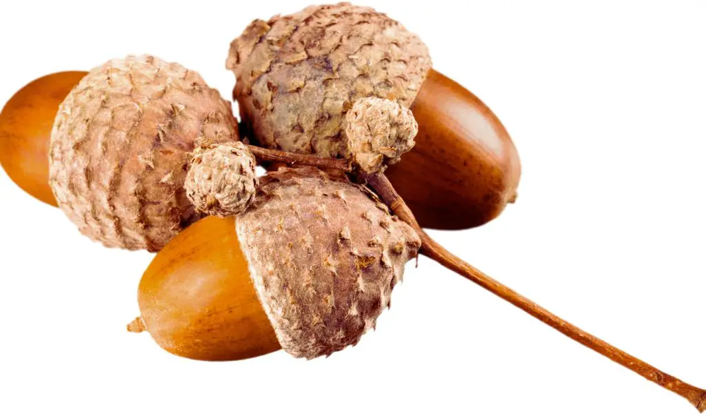 are acorns poisonous to dogs