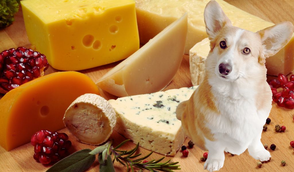 can dogs eat cheese