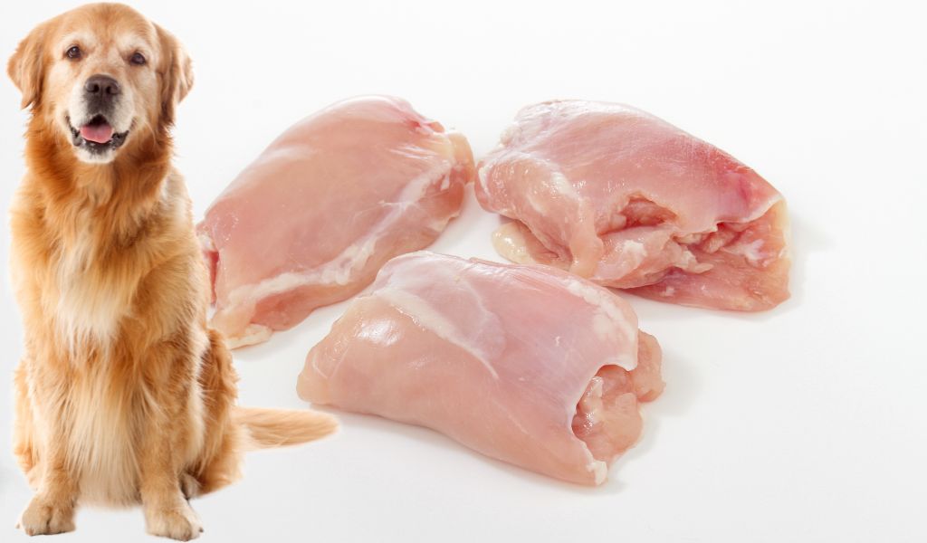 can dogs eat raw chicken