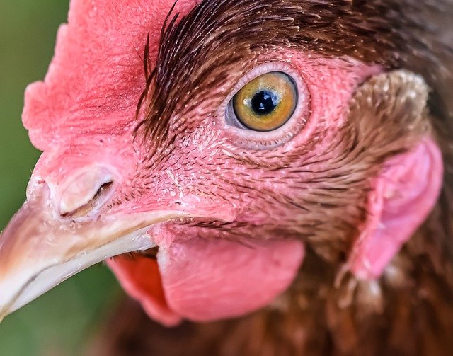 Can dogs eat undercooked chicken? It depends on the quality of the chicken