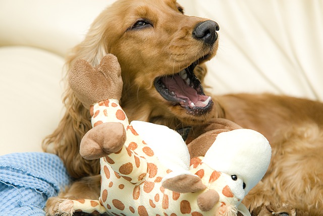 how many times should a cocker spaniel eat