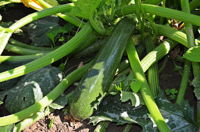 can dogs eat raw courgette