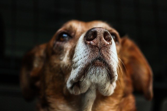 Why peanut butter is a great treat for dogs