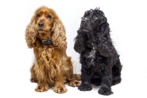 how big do cocker spaniels get