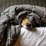 Is it safe for a dog to sleep under the covers_
