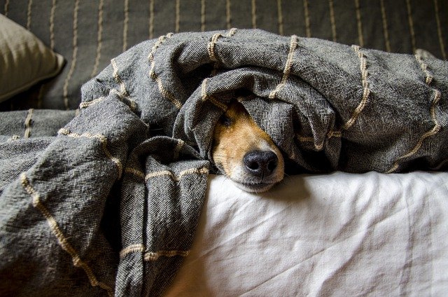 Is it safe for a dog to sleep under the covers?