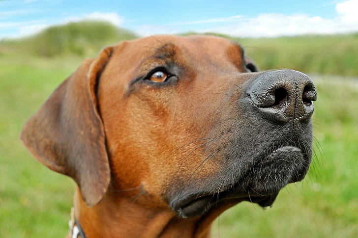 How do you help an anxious dog?