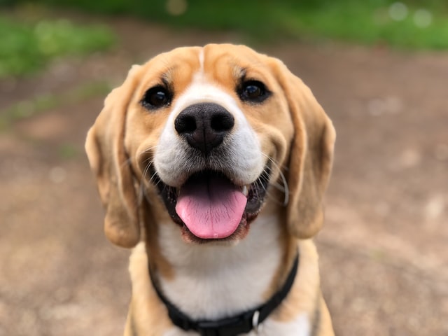 does your dog really love you
