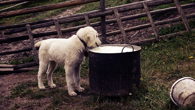 can dogs have greek yoghurt