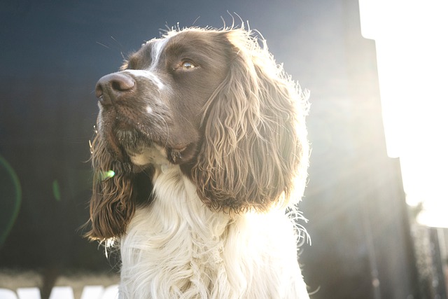 how to train a spaniel to be steady to shot