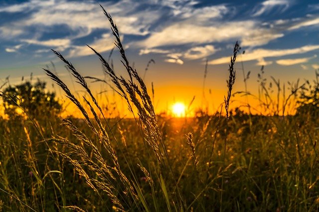 Should I let my dog eat grass?