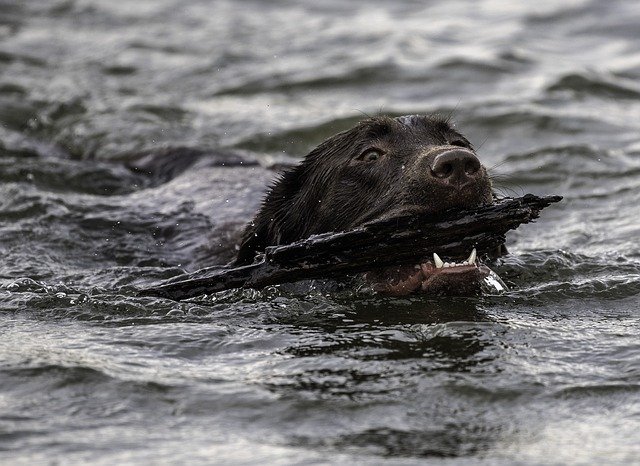 How to get a dog to like water. Learn the fun and easy way