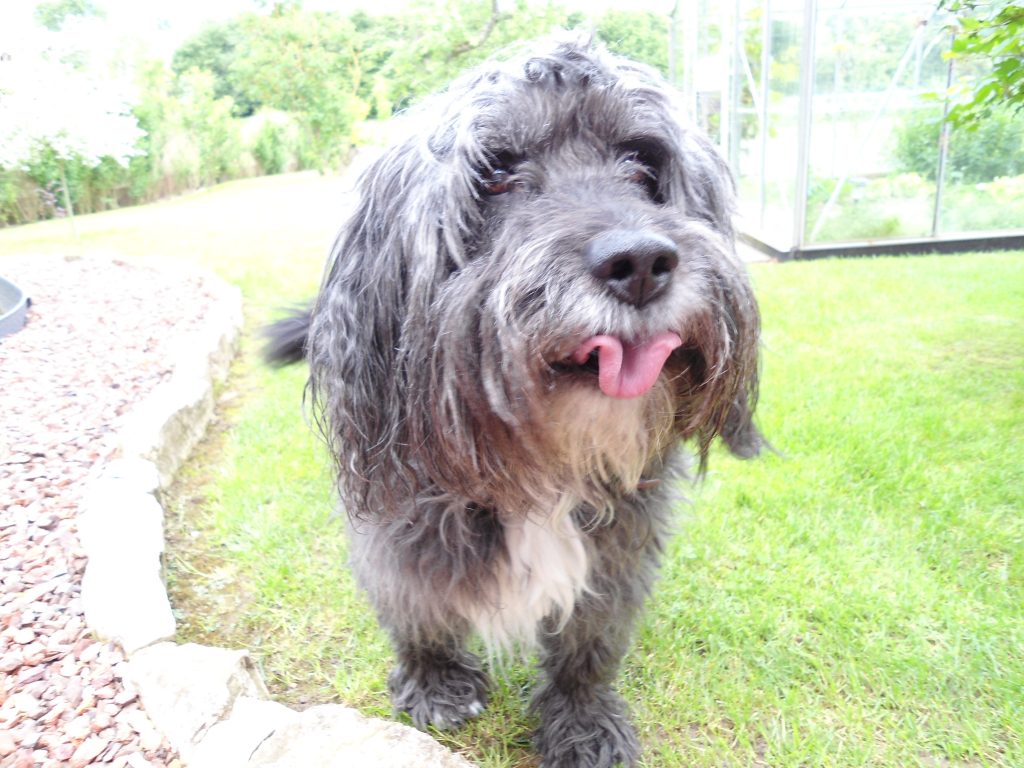 bearded collie what you need to know