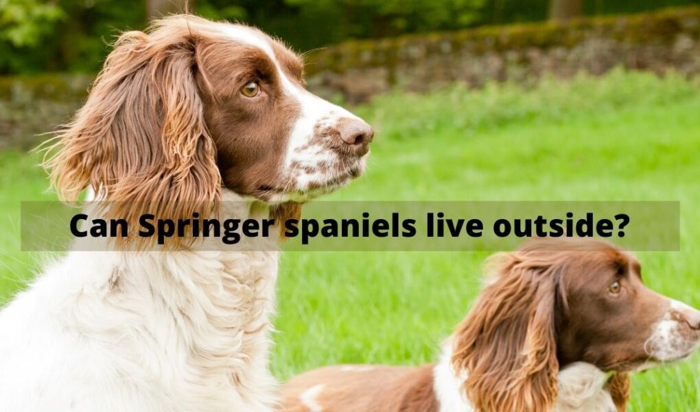 Can Springer spaniels live outside