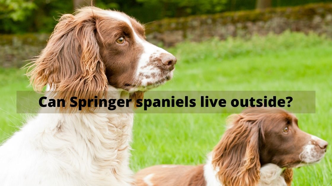 Can Springer spaniels live outside?