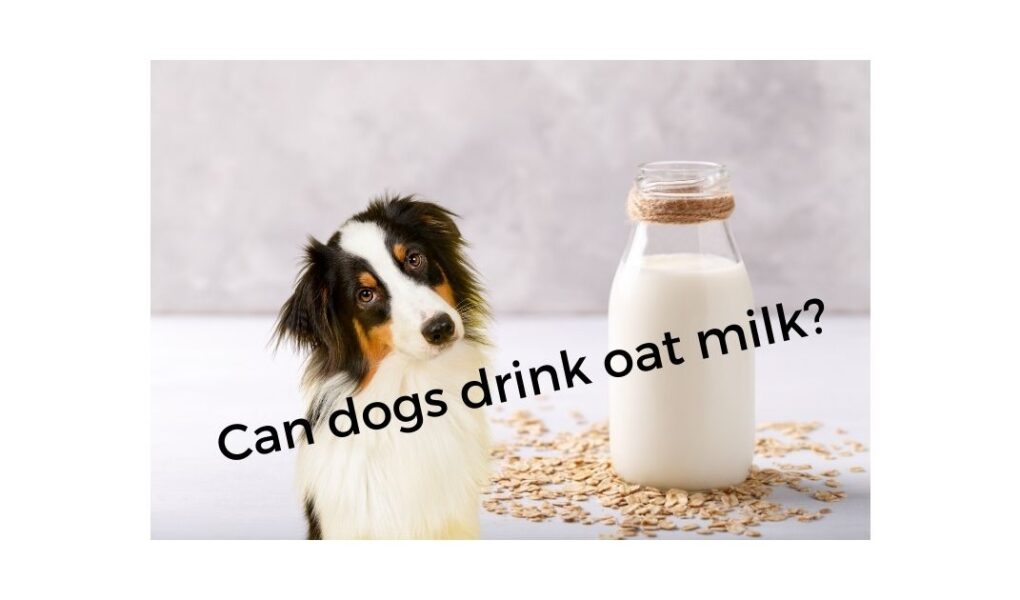 soy milk good for dogs