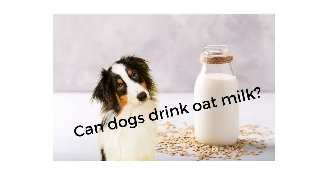 Can dogs drink oat milk