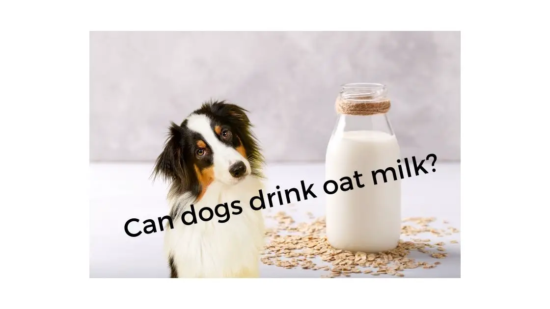 Can dogs drink oat milk? - Easy Spaniel Training