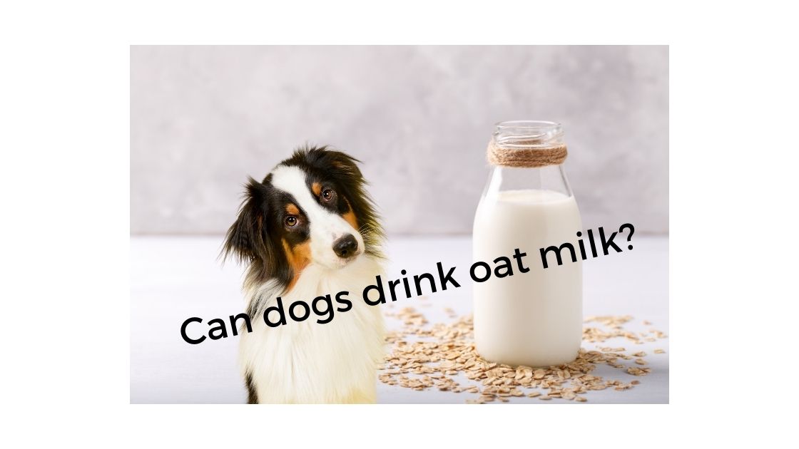 Can dogs drink oat milk