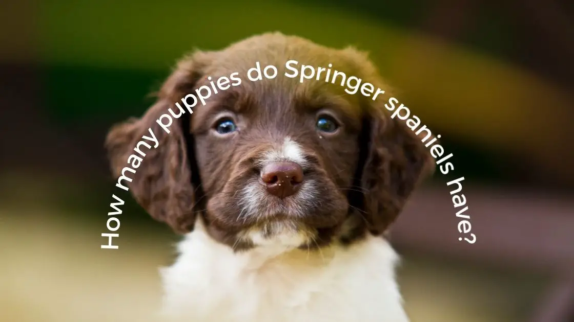 How many puppies do Springer spaniels have