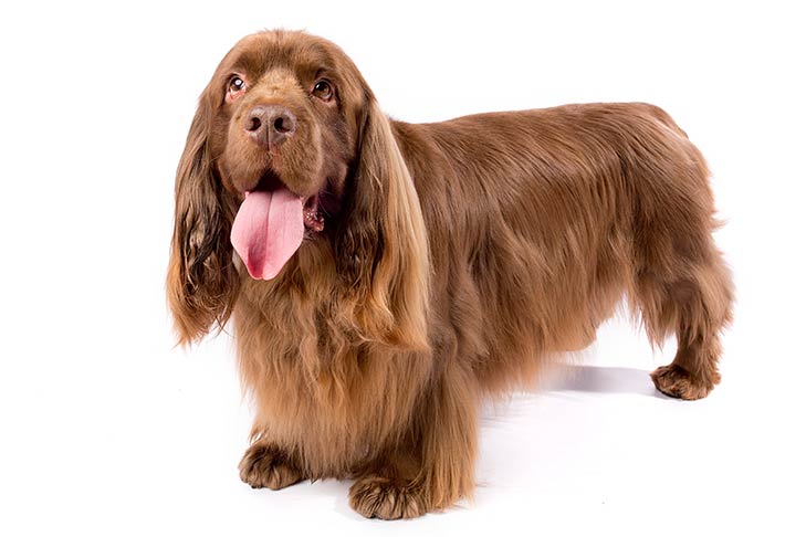 what is the sussex spaniel temperament