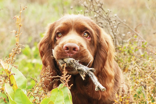 what is the sussex spaniel temperament