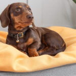 best customizable dog bed